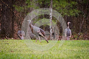 Female turkeys in grass.