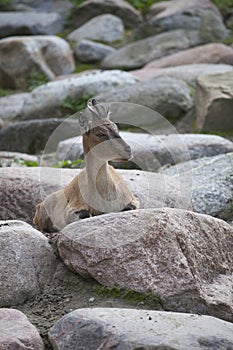 Female Turkmenian markhor