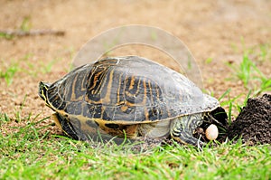 Turtle dropping egg photo