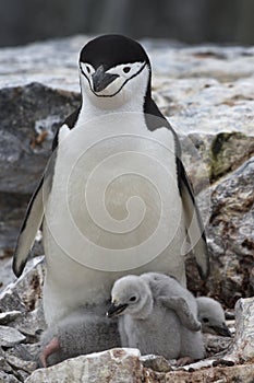 Female and two chicks Antarctic penguin in the nest