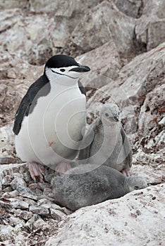 Female and two chicks chinstrap penguins.