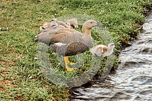 Female Upland Goose