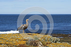 Female Upland Goose on Bleaker Island