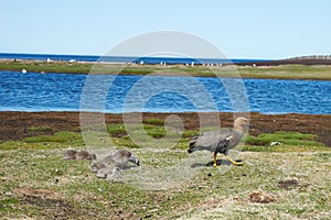 Female Upland Goose with Chicks