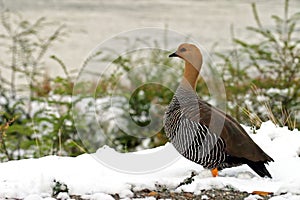 Female Upland Goose, Chloephaga picta, close up view