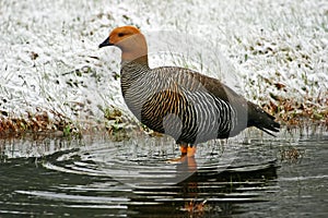 Female Upland Goose, Chloephaga picta, in snowy conditions