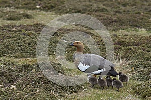Female Upland Goose and goslings - Falkland Islands