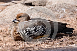 Female of upland goose or Magellan Goose