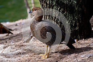 Female of upland goose or Magellan Goose