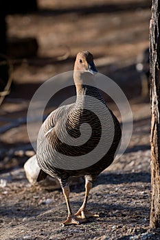 Female of upland goose or Magellan Goose