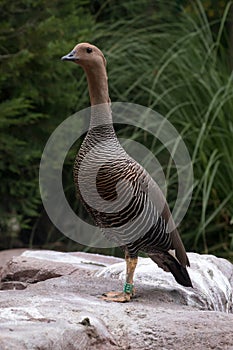 Female of upland goose or Magellan Goose