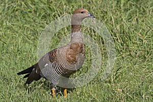 Female Upland Goose or Magellan Goose sitting on a lawn