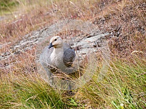 Female upland or Magellan goose, Chloephaga picta, in Tierra del