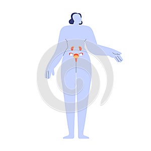 Female urinary and reproductive system. Women body model, genital anatomy with uterus, ovary, bladder, kidney, womb