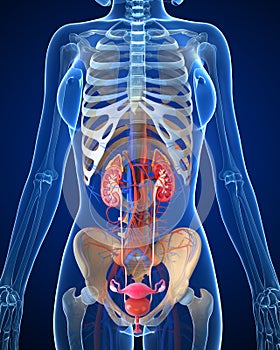 Female urinary system