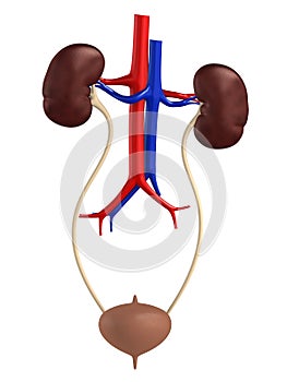 Female urinary system