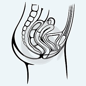 Female urinary system