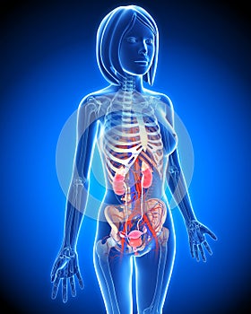 Female Urinary system in blue x-ray loop