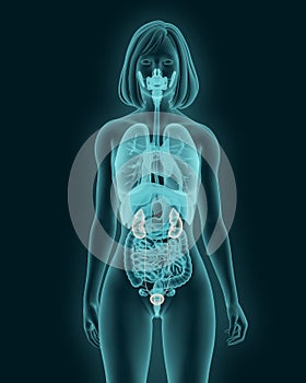 Female urinary system 3d illustration