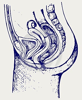 Female urinary system