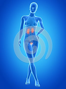 The female urinary system