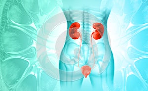 Female urinary system on science background