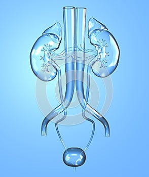 Female urinary tract with kidneys, blood vessels, ureter and urinary bladder. Medically 3D illustration photo