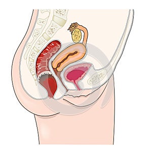 Female urogenitory
