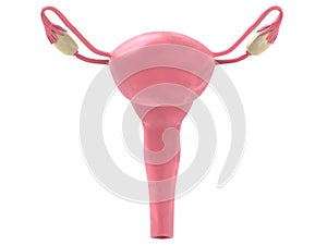 Female uterus photo