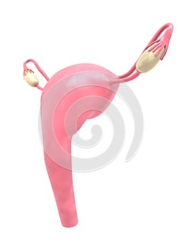 Female uterus photo