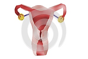 Female Uterus - Medical Graphic