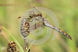 Vagrant darter