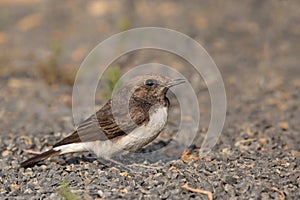 Female Variable Wheatear perched