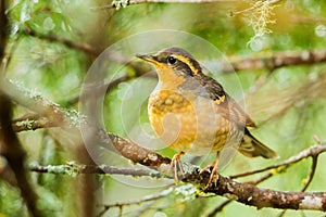 Female Varied Thrush