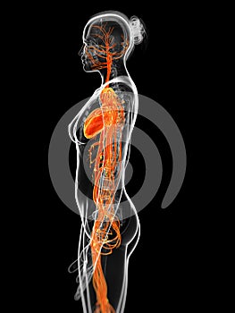 Female vascular system photo