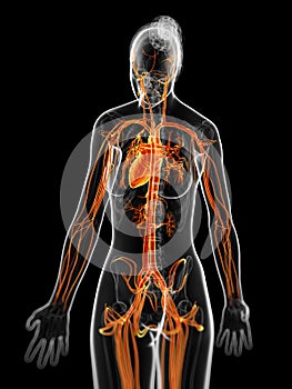 The female vascular system photo