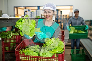 Female vegetable factory worker demonstrating ripe lettuce while sorting
