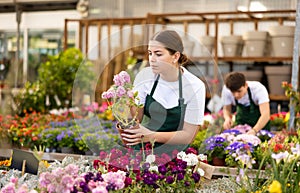 female vendor in flower shop gets acquainted with assortment and carefully viewes Levkoy