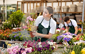 female vendor in flower shop gets acquainted with assortment and carefully viewes Levkoy