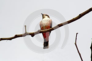 Female vermilion flycatcher in a tree