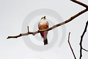 Female vermilion flycatcher in a tree