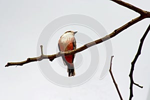 Female vermilion flycatcher in a tree