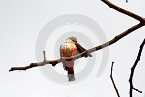 Female vermilion flycatcher in a tree