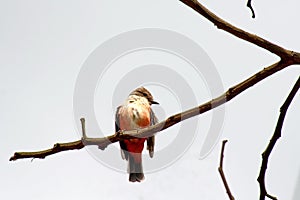 Female vermilion flycatcher in a tree