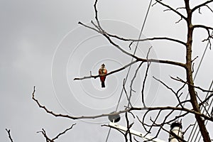 Female vermilion flycatcher in a tree