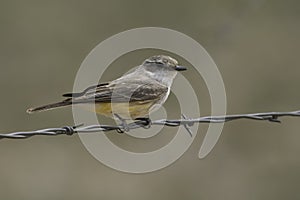 Female Vermillion Flycatcher in Arizona