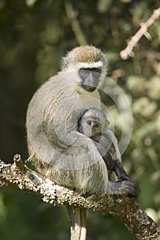 Female Vervit Monkey and her baby sitting in tree outside of Lewa Wildlife Conservancy, North Kenya, Africa