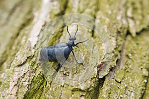 female, very poisonous european black-blue oil beetle, schwarzblauer Ölkäfer, blister beetle, Meloe proscarabaeus