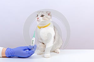 Female vet in blue gloves holding thermometer in her hands. Vet doctor examining kitten in animal hospital. White background