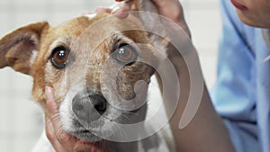 Female vet checking ears of adorable jack russell terrier dog